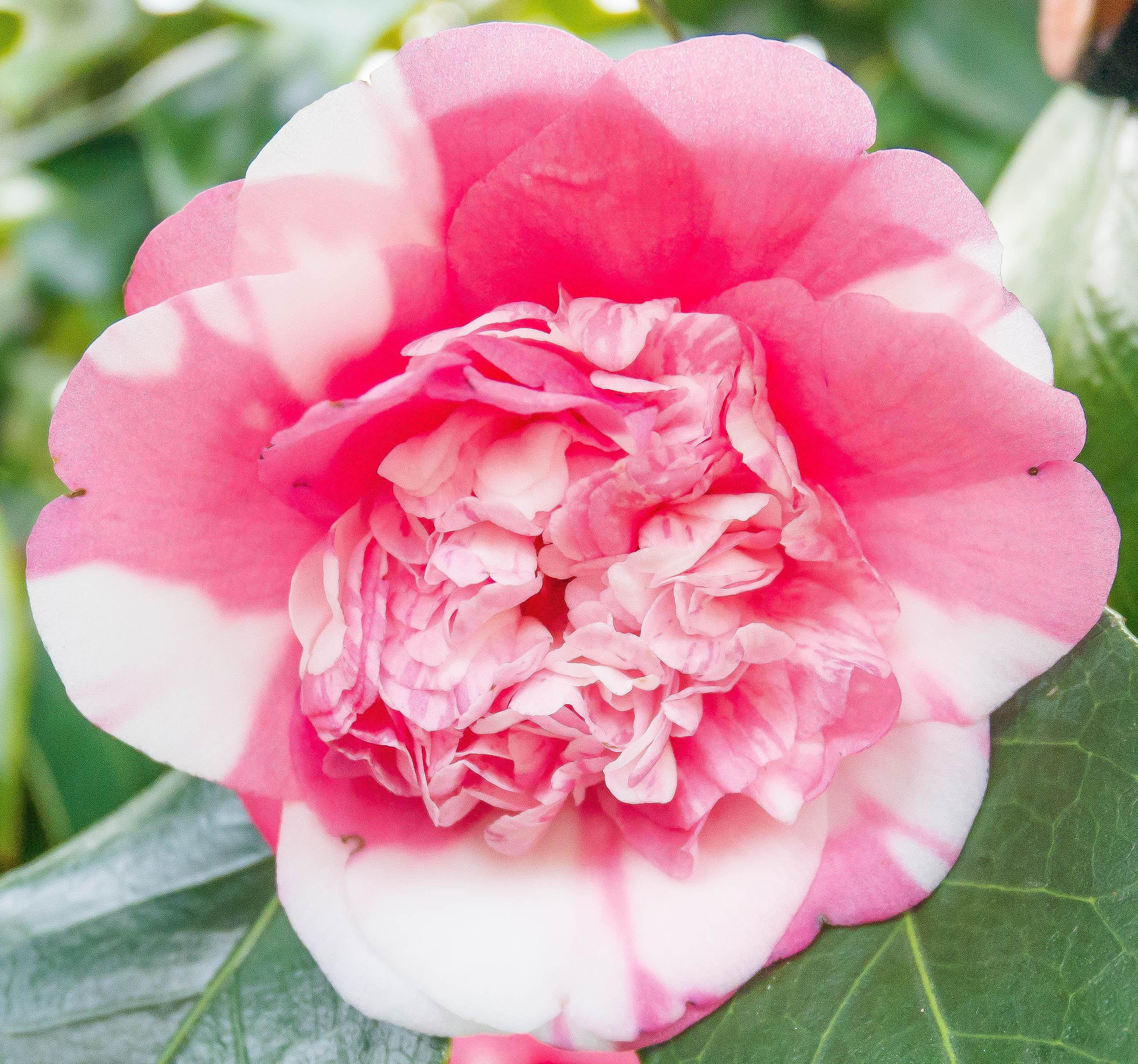 Camellia.jpg