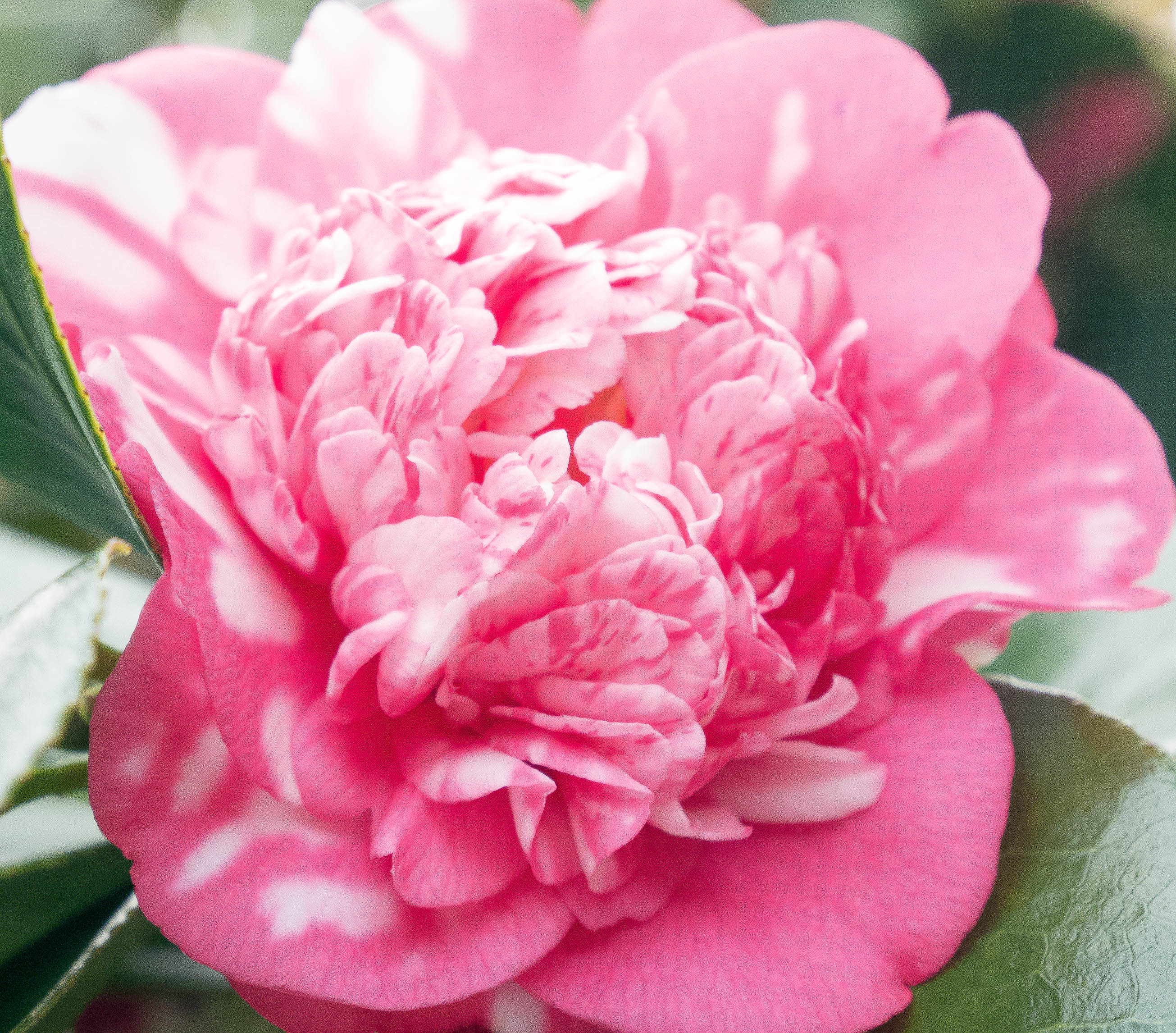 Pink Camellia (1 of 1)