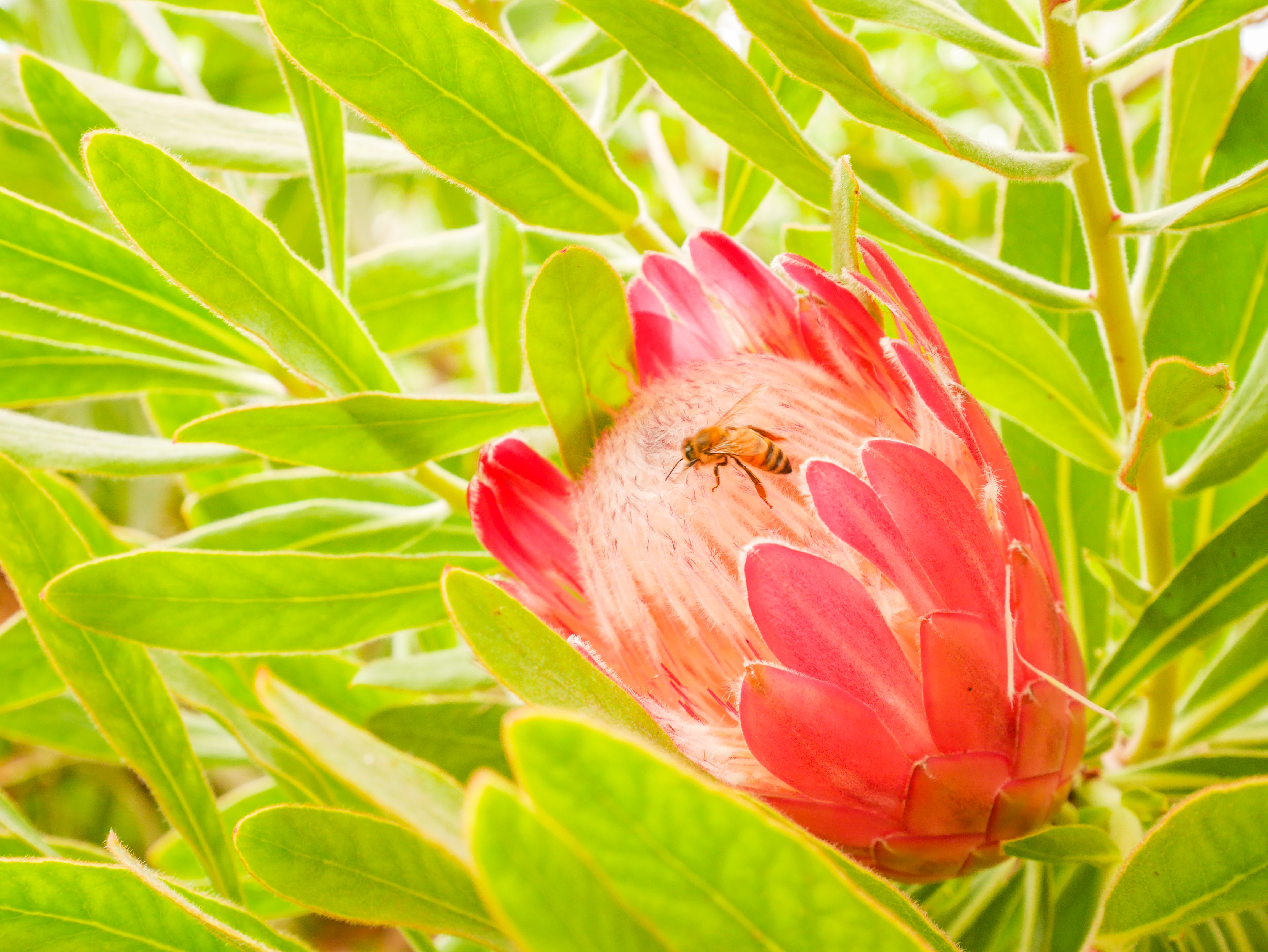 Bee on a Protea.jpg