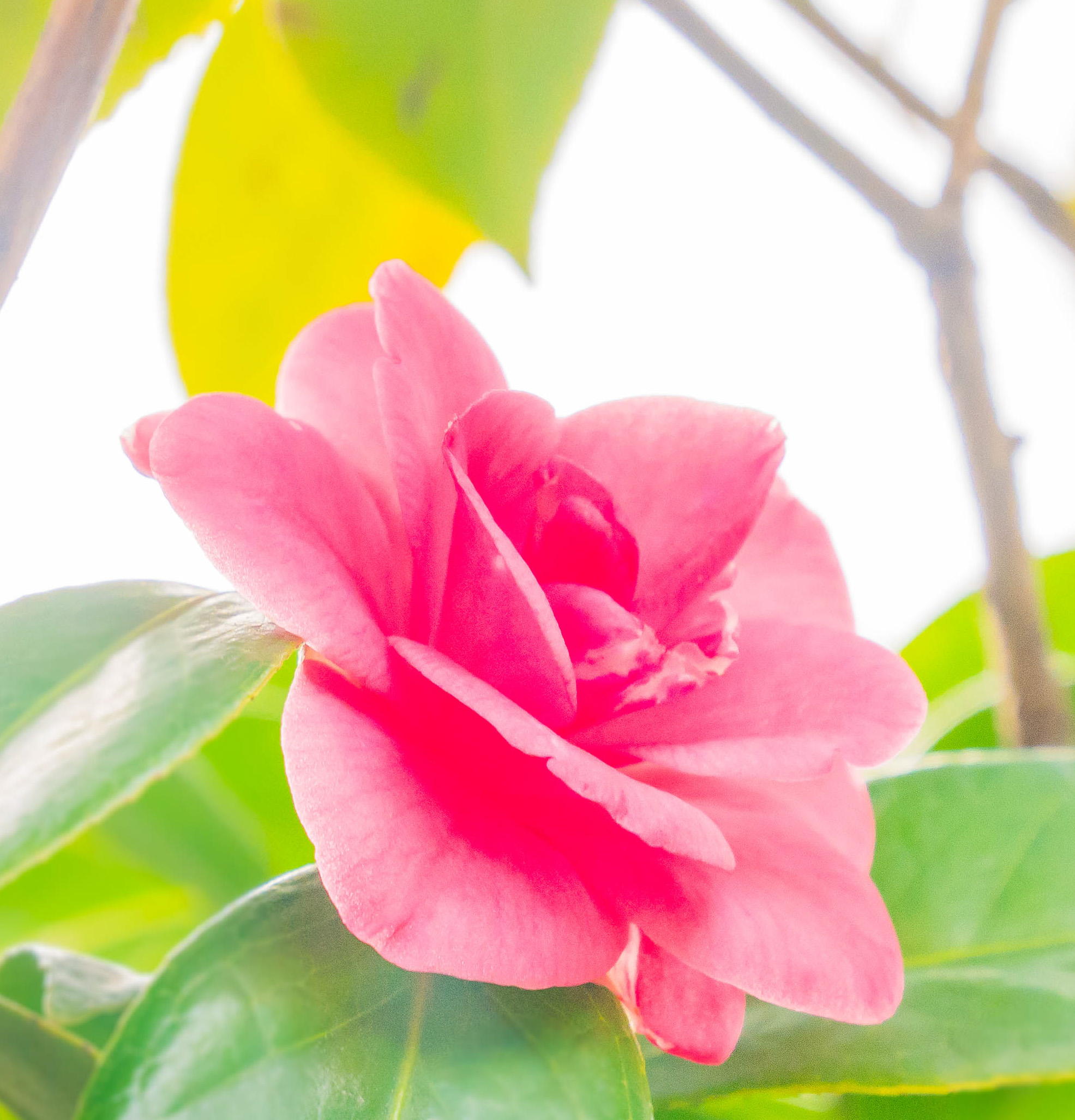 Pink Camellia2_edited.jpg